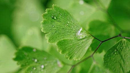 Morning Dew on Fresh Green Leaves wallpaper