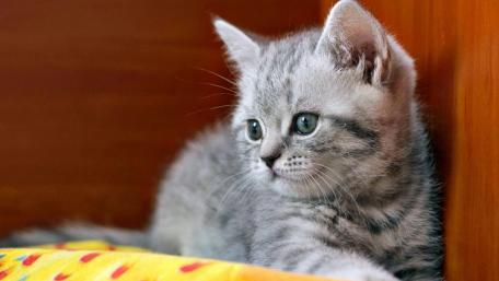 Gentle Grey Tabby Kitten wallpaper