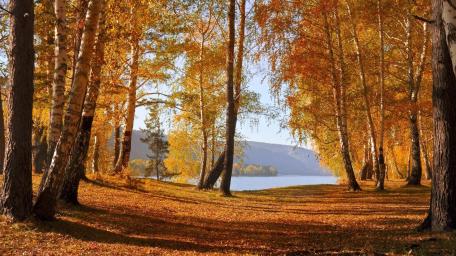 Golden Birch Forest by the Lake wallpaper