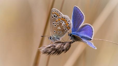 Blue Butterflies Resting in Soft Natural Light wallpaper
