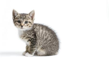 Adorable Tabby Kitten on White Background wallpaper