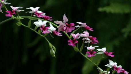 Elegant Orchid Blossom Cascade wallpaper