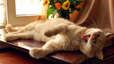 Relaxed Ginger Cat in Sunlight wallpaper