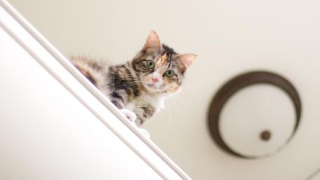 Curious Tabby Kitten Peeking Over the Stairs wallpaper