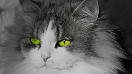 Mystic Green Eyed Cat Portrait wallpaper