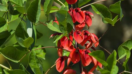Vibrant Red Blossoms Among Green Leaves wallpaper