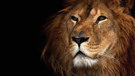 Majestic Lion Portrait wallpaper