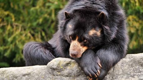 Resting Bear on Stone wallpaper