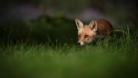 Stealthy Red Fox in Meadow wallpaper