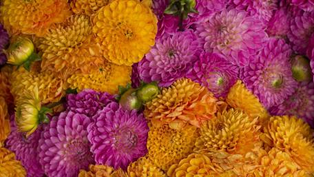 Vibrant Dahlia Bloom Mosaic wallpaper