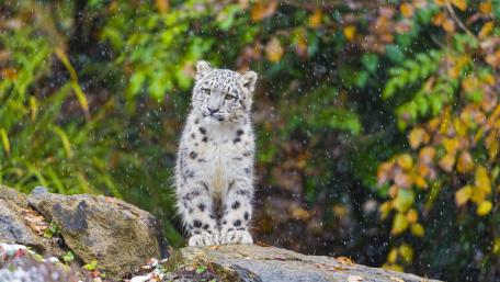 Snow Leopard in Autumn Snowfall wallpaper