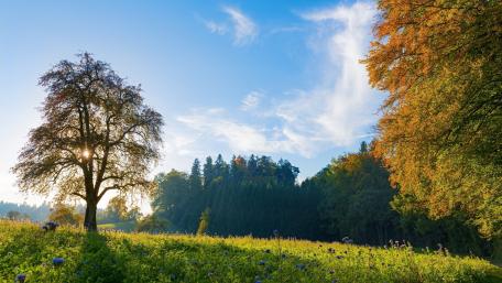 Golden Autumn Meadow wallpaper