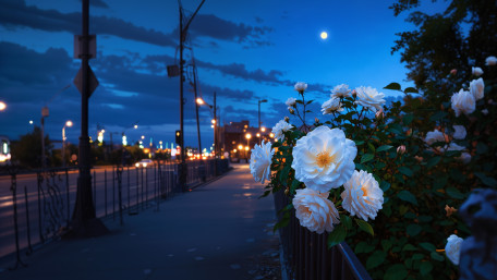 Moonlit Roses Along the City Walk wallpaper