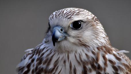 Majestic Falcon Close Up Portrait wallpaper
