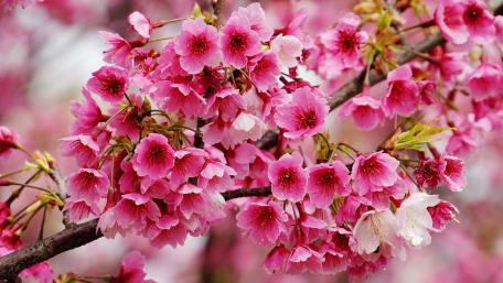 Pink Blossom Branch in Full Bloom wallpaper