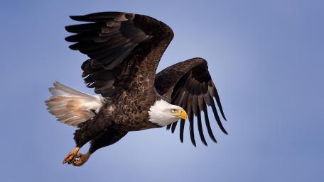 Majestic Bald Eagle in Flight wallpaper