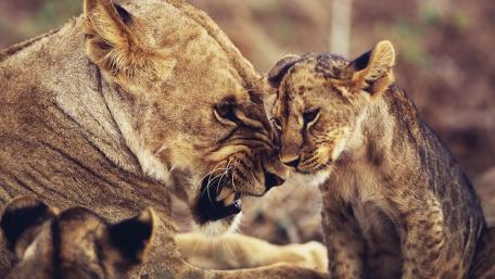 Lioness and Cub Bond wallpaper