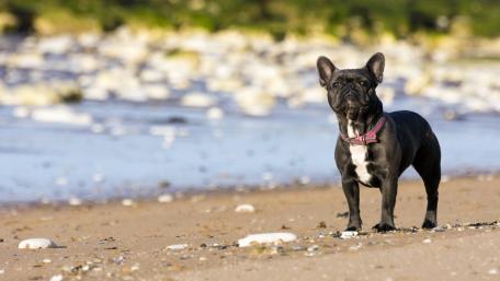 Beachside French Bulldog Portrait wallpaper