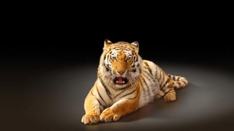 Majestic Tiger Resting in Dark Studio Light wallpaper