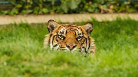 Hidden Tiger in the Grass wallpaper