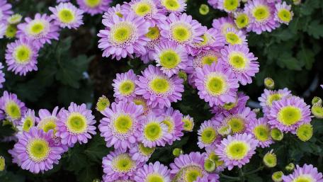 Lavender Chrysanthemum Bloom Cluster wallpaper