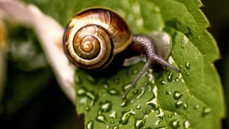 Gentle Snail on Dewy Leaf wallpaper