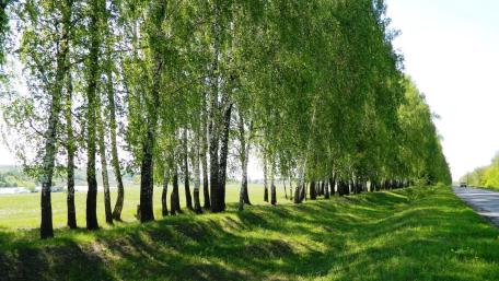 Birch Lane in Spring Glow wallpaper
