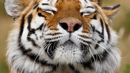Serene Tiger Portrait wallpaper