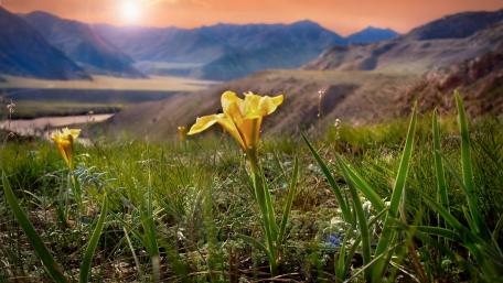 Sunlit Wildflower Meadow at Dawn wallpaper