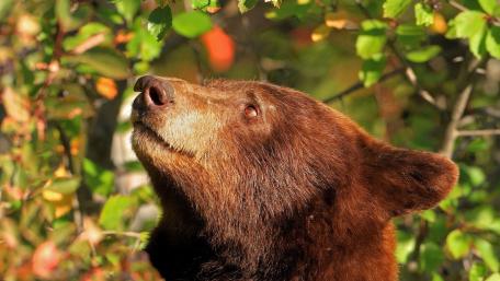 Curious Bear in Sunlit Forest wallpaper