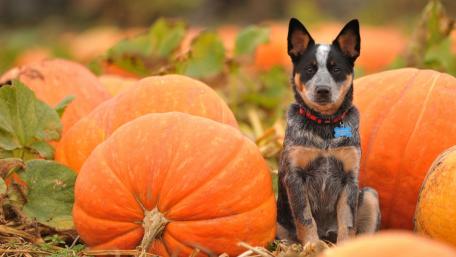 Autumn Cattle Dog Among Pumpkins wallpaper