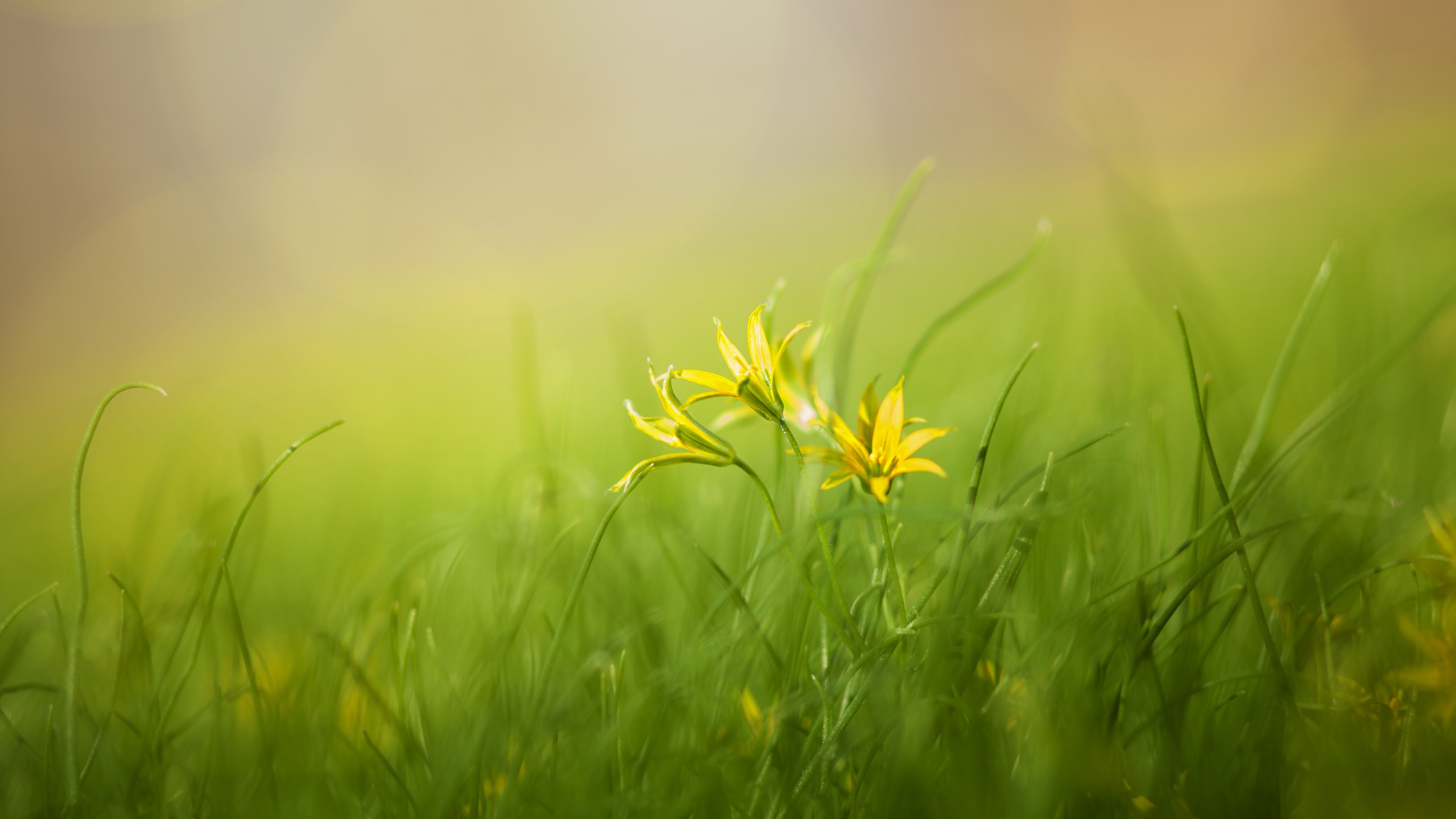 Sunlit Yellow Wildflowers in a Soft Green Meadow - backiee