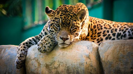 Beautiful Jaguar wallpaper