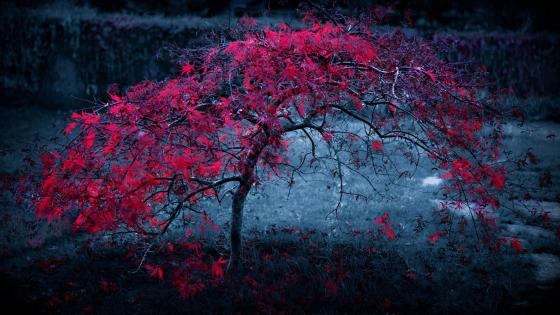 Crimson Canopy Amidst Twilight Hues wallpaper