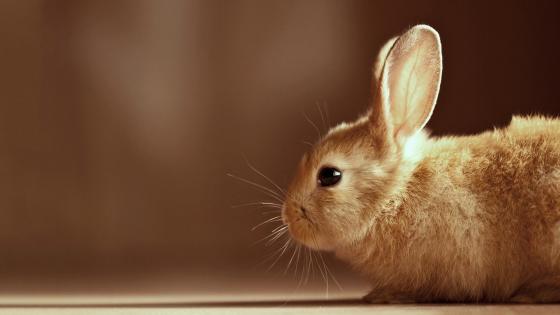 Adorable Bunny Serenity wallpaper