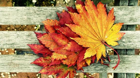 Autumn's Vivid Palette on Wooden Canvas wallpaper