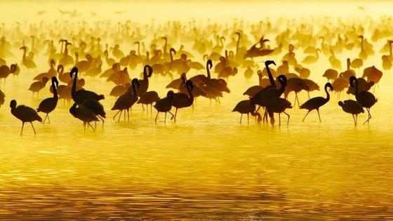 Flamingo Flock at Golden Sunset wallpaper