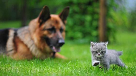 Puppy and Kitten Friends in a Garden wallpaper