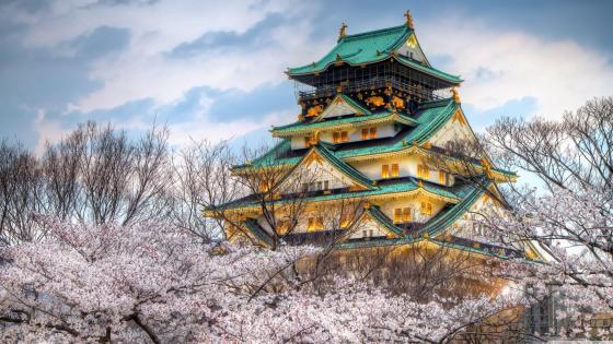Springtime Serenity at Osaka Castle wallpaper