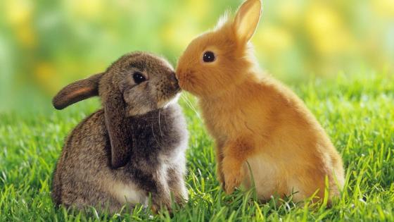 Adorable Easter Bunnies on a Fresh Spring Day wallpaper