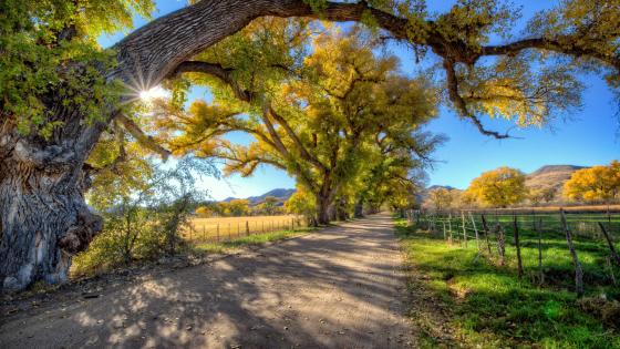 Sunny Autumn Road Beneath Ancient Trees wallpaper
