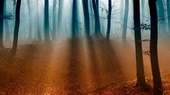 Twilight Rays in Autumn Forest wallpaper