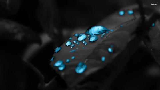 Blue Droplets on Monochrome Leaves wallpaper