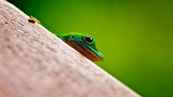 Charming Green Lizard Peeking Out from Nature wallpaper