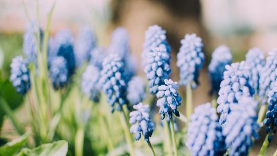 Blue Blossoms in Nature's Embrace wallpaper