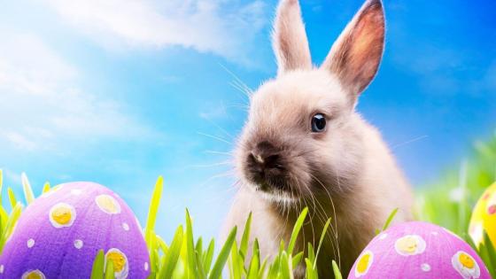 Easter Bunny Delight wallpaper