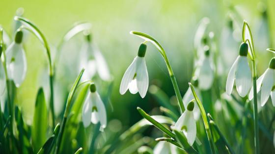 Morning Dew on Snowdrops wallpaper