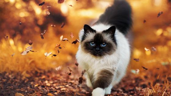 Autumn Majesty in Feline Grace wallpaper