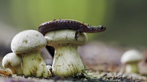 A Close Encounter with Nature's Tiny Creatures - backiee