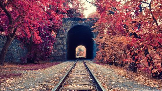 Autumn Train Tunnel in Nature’s Embrace wallpaper